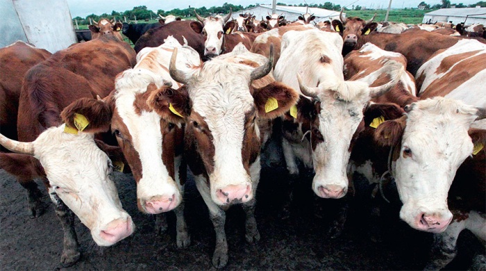 Организация ветеринарного обслуживания коров в условиях пандемии