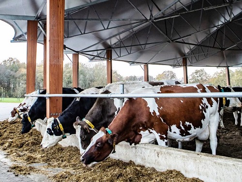 Плюсы и минусы удлиненной лактации у молочного скота