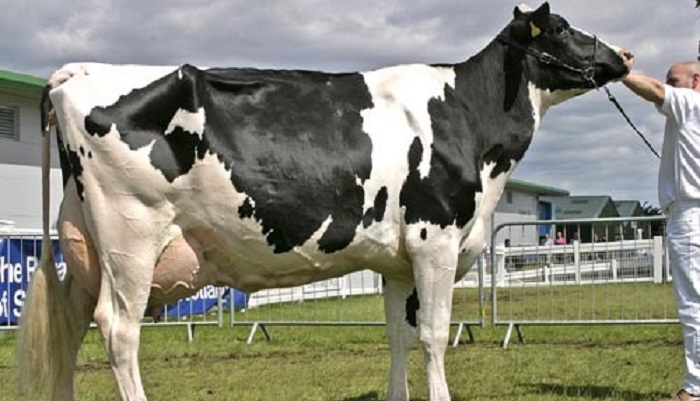 Как определить состояние коровы: оценка здоровья и благополучия животногоКоровы являются чутки...