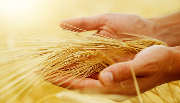 Проблемы с экспортом зерна могут перегрузить внутренний рынок