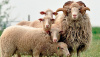 Развитие овцеводства в Свердловской области: новые возможности для начинающих фермеров
