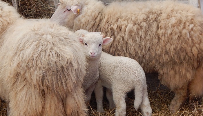 Выведение новых внутрипородных  мясных типов овец в Волгоградской области