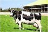 Как кормить корову, чтобы улучшить показатель упитанности или конституции тела