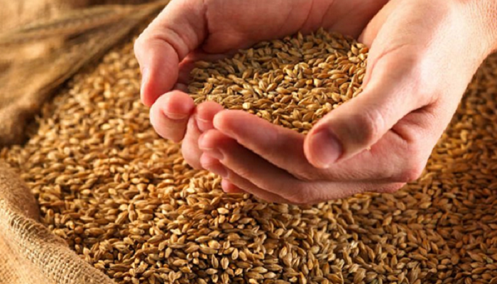Разумное зерно: заместят ли производители РФ западных поставщиков семян