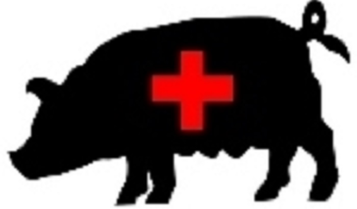 Африканская чума свиней: угроза для Кировской области