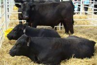 Минеральные вещества в кормах коров