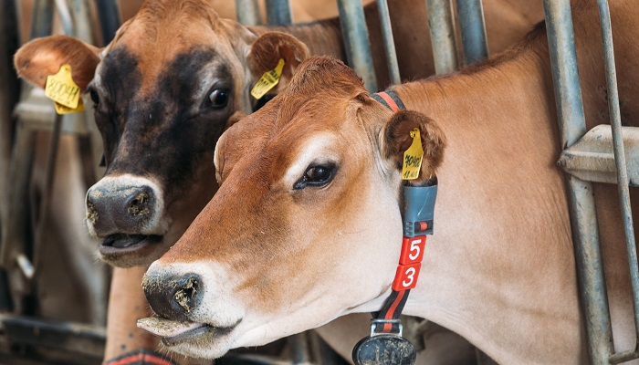 Эпидемия лейкоза угрожает скотным хозяйствам: карантин в поселке Белозерки под Самарой