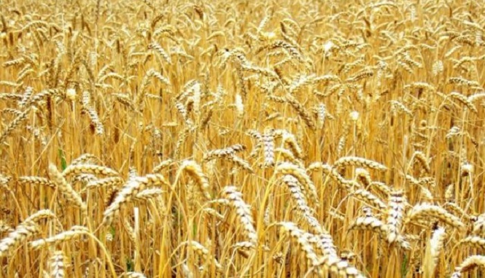 Урожай пшеницы в России по прогнозу ИКАР: прогнозы и перспективы