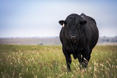 Снизить риск респираторных заболеваний коров с помощью разумных методов управления стрессом