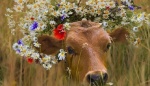 Конкурс красоты среди крупного рогатого скота в Якутии