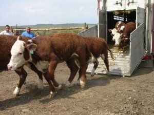 Авито чувашия крс. Сельскохозяйственные животные в Чувашии. КРС В Нязепетровском районе. Закупает КРС Угловский район.