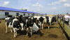 Увеличение поголовья племенного скота в Приморском крае