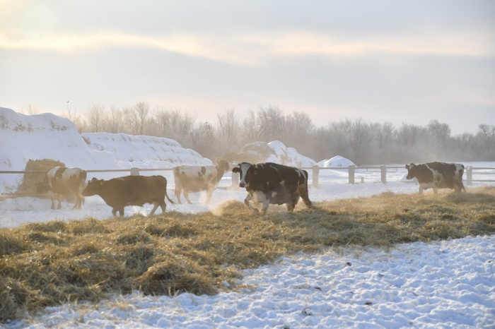 Подготовка молочной фермы, чтобы избежать зимних неприятностей
