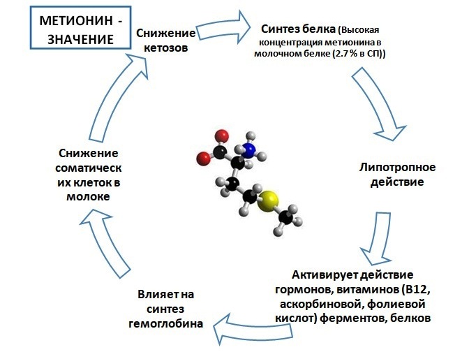 Мепрон - защищенный метионин для КРС