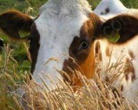 Здоровье коровы - основа прибыли
