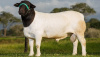 Пермский край: стартует уникальный проект по разведению бесшёрстных овец породы Дорпер