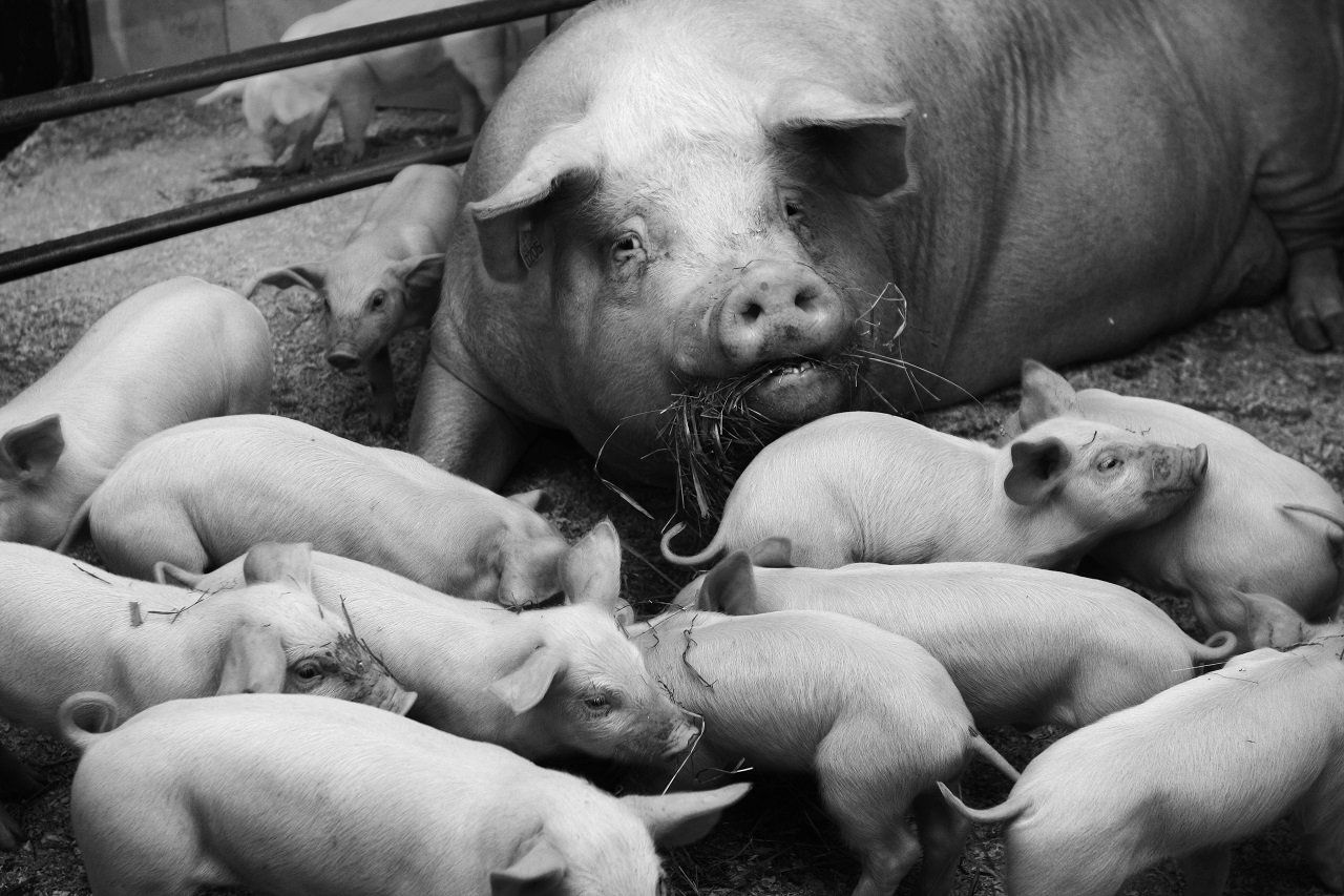 Скармливают свиньям. Свинья. Вскармливание поросят. Разведение свиней. Селекционно генетический центр свиноводства.