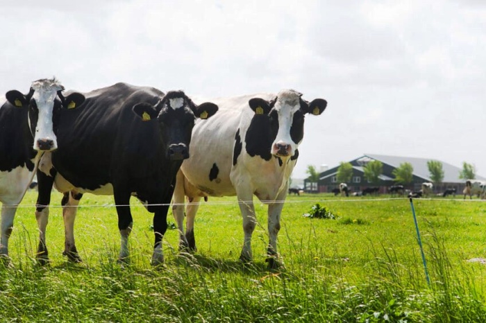 Выявление хромоты молочных коров - биомаркеры
