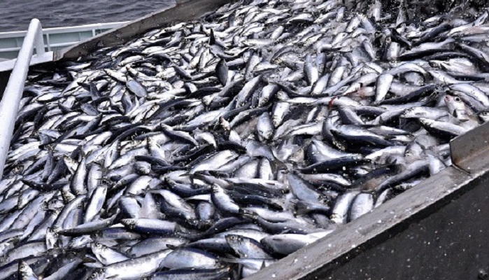 Пресноводные уловы в Приморье опережают уровень 2023 года на 41,6 %