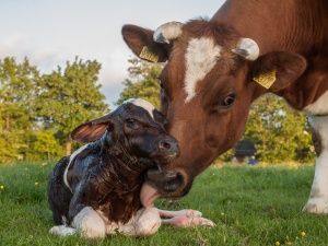 Скотоводство: родильный парез: новейшие исследования для эффективной профилактики