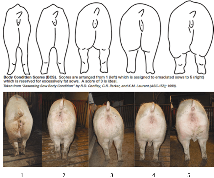 Упитанность свиноматок. Оценка кондиции у свиноматок. Опорос свиньи схемы.